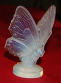 Sabino - Small butterfly with open wings